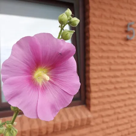 Fewo1846 - Blatt & Bluete Gelting